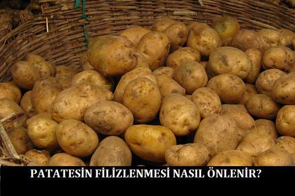 Patatesin Filizlenmesi Nasıl Önlenir